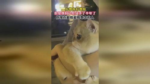 网友爆料海狸图片搞笑视频,网友爆料萌态十足，笑料百出！  第2张