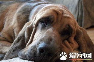 寻血猎犬爆料了吗视频播放,视频播放背后的惊人真相 第2张 寻血猎犬爆料了吗视频播放,视频播放背后的惊人真相 第2张
