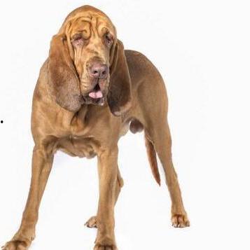 寻血猎犬爆料了吗视频播放,视频播放背后的惊人真相 第3张 寻血猎犬爆料了吗视频播放,视频播放背后的惊人真相 第3张