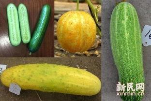 吉林大学网红吃瓜,揭秘校园美食背后的故事 第3张 吉林大学网红吃瓜,揭秘校园美食背后的故事 第3张