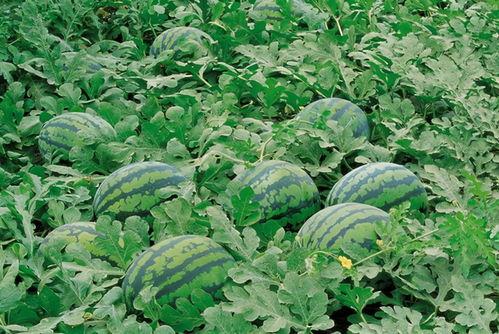 武都网红 吃瓜群微信号,吃瓜群微信号带你探秘网红生活!”  第2张 武都网红 吃瓜群微信号,吃瓜群微信号带你探秘网红生活!”  第2张