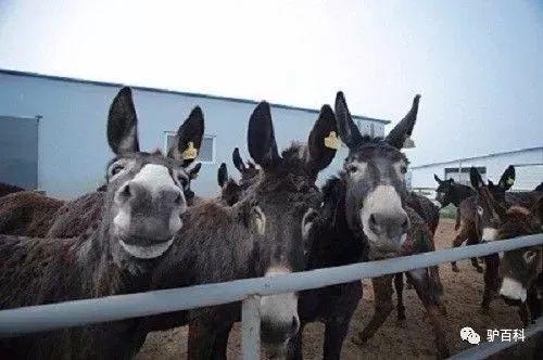 二驴爆料聊城事件视频最新,揭秘聊城事件背后惊人真相  第2张