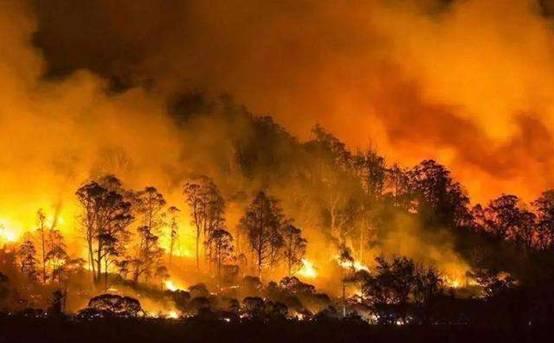 澳洲大火的最新爆料 第2张 澳洲大火的最新爆料 第2张
