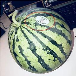 吃瓜网红的各种八卦,吃瓜网红揭秘明星幕后故事 第2张 吃瓜网红的各种八卦,吃瓜网红揭秘明星幕后故事 第2张