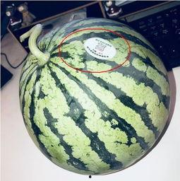 网红正常吃的瓜是什么,那些他们正常吃的“瓜” 第2张 网红正常吃的瓜是什么,那些他们正常吃的“瓜” 第2张
