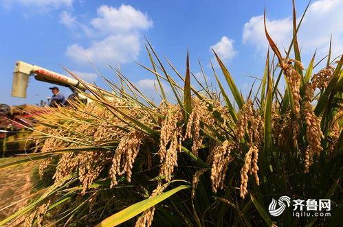 水稻之兴爆料视频,揭秘我国农业发展新篇章  第3张