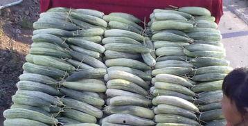 农村女网红吃瓜,一场别开生面的吃瓜盛宴  第3张